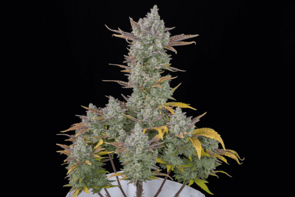 Gorilla Cookies Auto Feminised Seeds by FastBuds