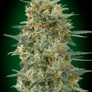 Gorilla FAST Feminised Seeds by 00 Seeds