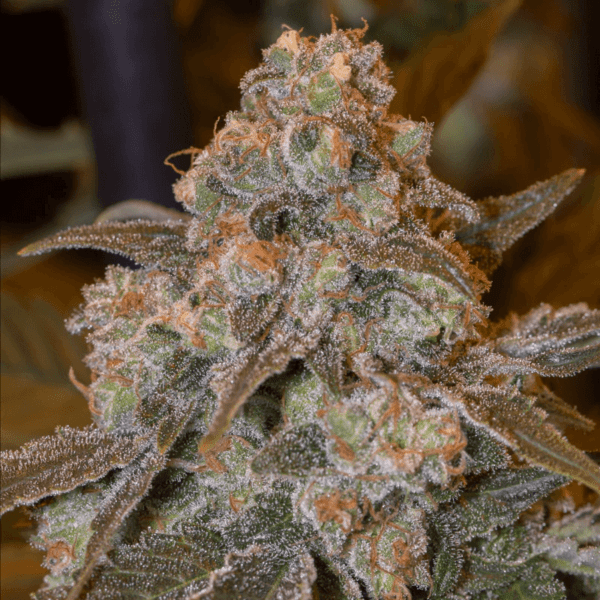 Gorilla Frost Feminised Seeds by Silent Seeds