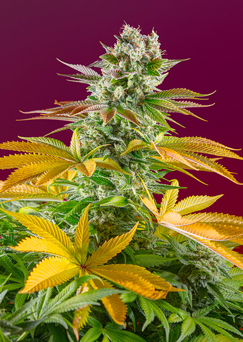 Gorilla Girl F1 FAST Feminised Seeds by Sweet Seeds