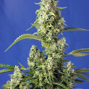 Gorilla Girl XL Auto Feminised Seeds by Sweet Seeds