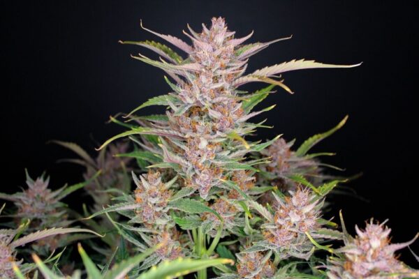 Gorilla Punch Auto Feminised Seeds by FastBuds