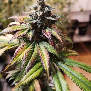 Gorilla Punch Auto Feminised Seeds by Philosopher Seeds
