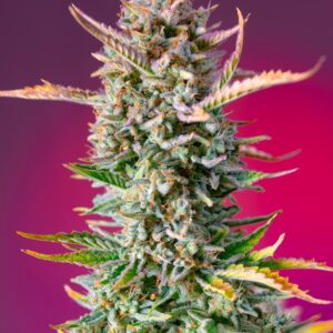 Gorilla Sherbet F1 FAST Feminised Seeds by Sweet Seeds