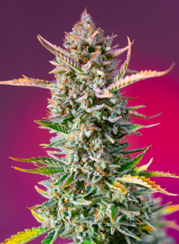 Gorilla Sherbet F1 FAST Feminised Seeds by Sweet Seeds