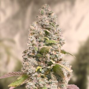 Gorilla Cookies FAST Feminised Seeds by High Speed Buds