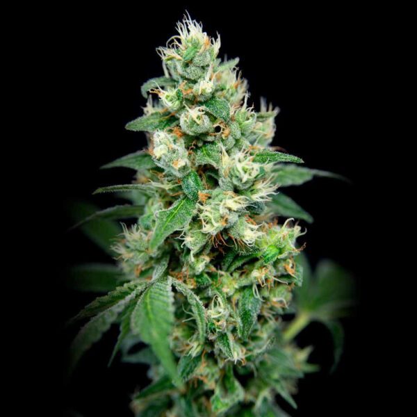 Grapefruit Barb Feminised Seeds by House of the Great Gardener