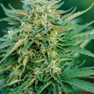 Grease Gun Auto Feminised Seeds by Atlas Seed