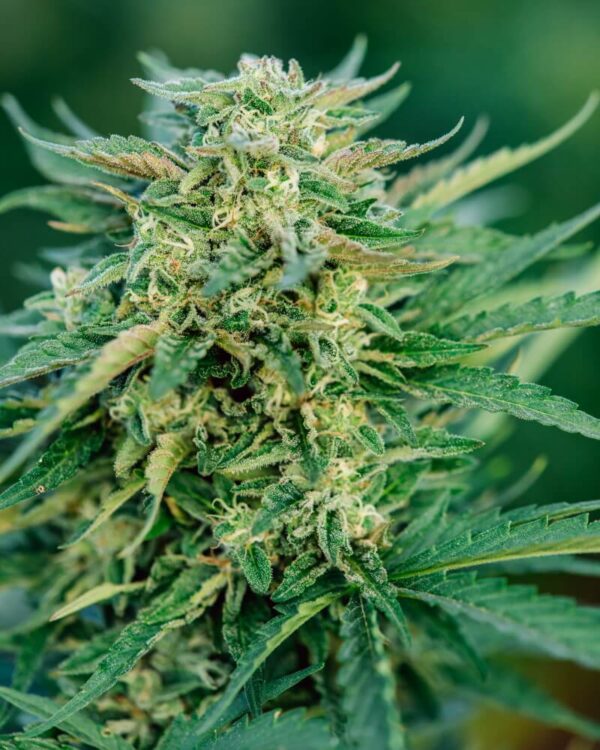 Grease Gun Auto Feminised Seeds by Atlas Seed