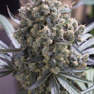 Green Crack FAST Feminised Seeds by Humboldt Seed Org.