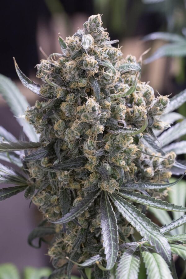 Green Crack FAST Feminised Seeds by Humboldt Seed Org.