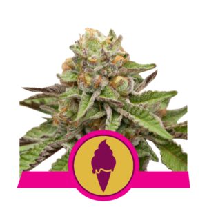 Green Gelato Feminised Seeds by Royal Queen Seeds