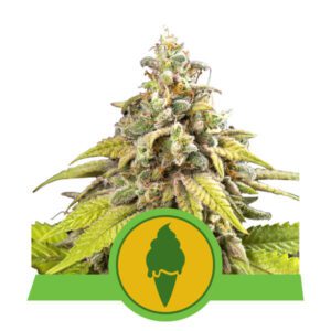 Green Gelato Auto Feminised Seeds by Royal Queen Seeds