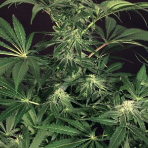 Green Gummy Feminised Seeds by Exotic Seed