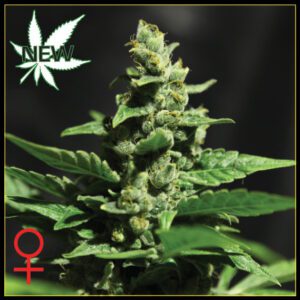 Green-O-Matic Feminised Seeds by Greenhouse Seed Co.