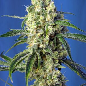 Green Poison CBD Feminised Seeds by Sweet Seeds