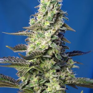 Green Poison XL Auto Feminised Seeds by Sweet Seeds