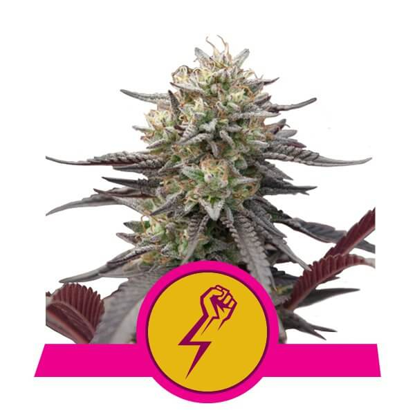 Green Crack Punch Feminised Seeds by Royal Queen Seeds