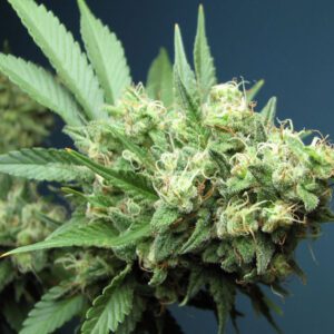 Green Crack Feminised Seeds by Cali Connection