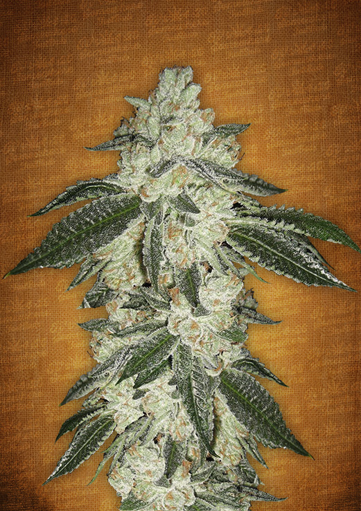 Green Crack Auto Feminised Seeds by FastBuds