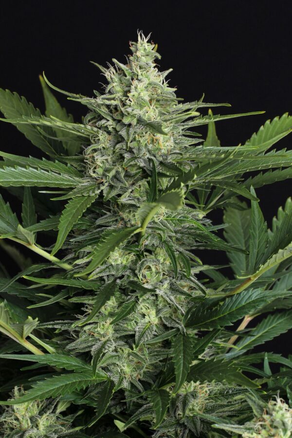 Auto Green Gummy Feminised Seeds by Exotic Seed
