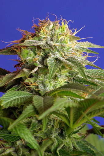 Green Poison Feminised Seeds by Sweet Seeds