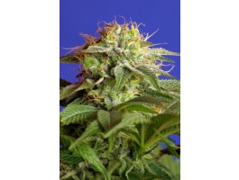 Green Poison F1 FAST Version Feminised Seeds by Sweet Seeds