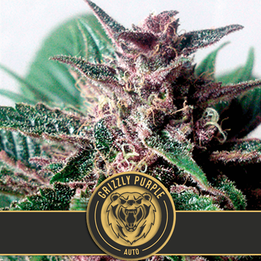 Grizzly Purple Auto Feminised Seeds by BlimBurn Seeds