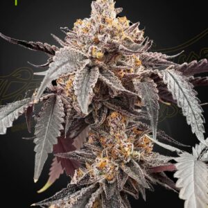 Guava x Gelato 41 Auto Feminised Seeds by Greenhouse Seed Co.