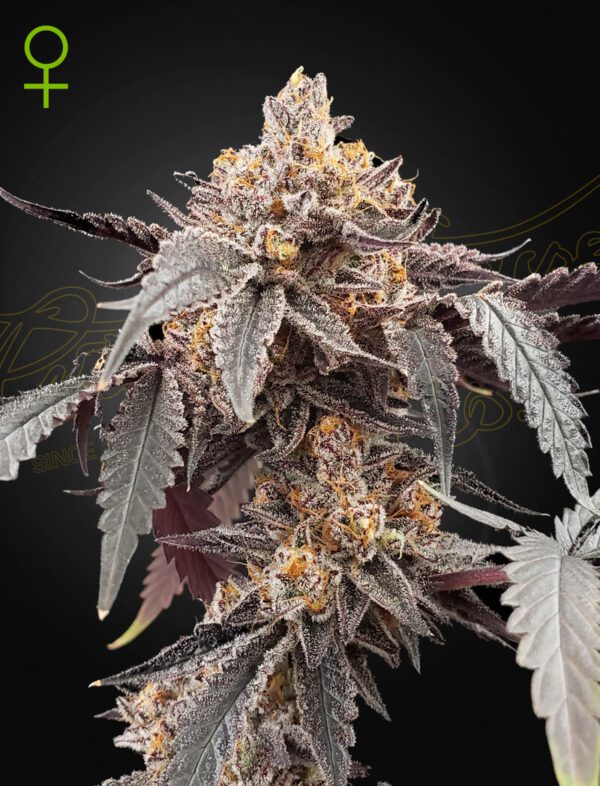 Guava x Gelato 41 Auto Feminised Seeds by Greenhouse Seed Co.