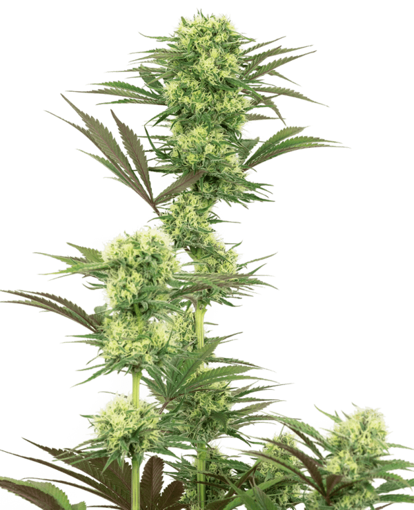 Guava Jelly Feminised Seeds by White Label Seed Company