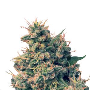 Guawi Feminised Seeds by Ace Seeds