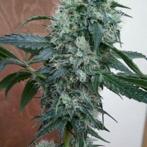 Guide Dawg Feminised Seeds by Holy Smoke Seeds