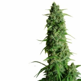 Guys Girl Scout Cookie Glue Auto Feminised Seeds (GGG#1) by Dr Krippling