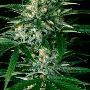 Gypsy Widow Feminised Seeds by Exotic Seed