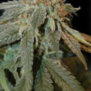 Haoma Regular Seeds by House of the Great Gardener