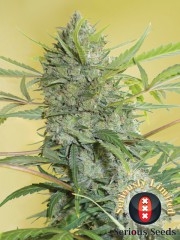 Serious Happiness Regular Seeds by Serious Seeds