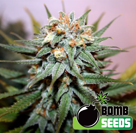 Hash Bomb Feminised Seeds by Bomb Seeds