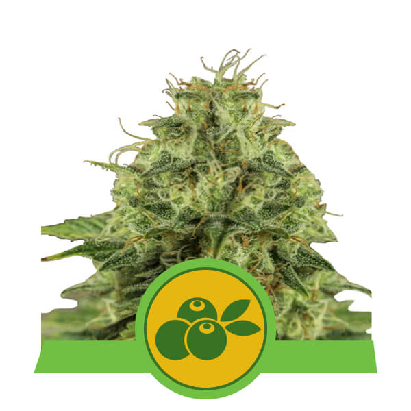 Haze Berry Auto Feminised Seeds by Royal Queen Seeds