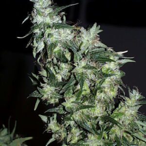 Haze Special Feminised Seeds by KC Brains