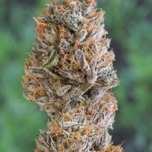Bubba's Gift Feminised Seeds by Humboldt Seed Org.