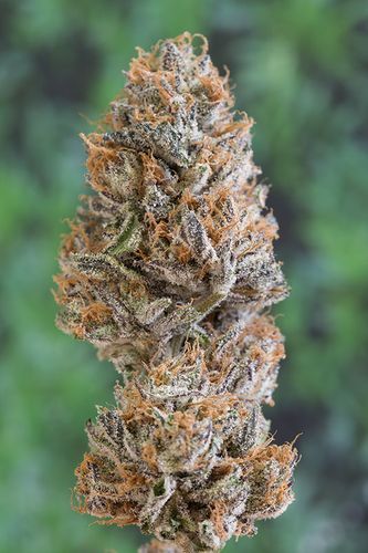 Bubba's Gift Feminised Seeds by Humboldt Seed Org.