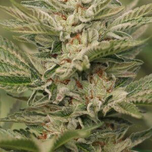 Sapphire Scout Feminised Seeds by Humboldt Seed Org.