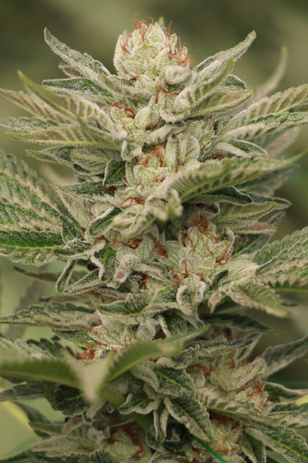 Sapphire Scout Feminised Seeds by Humboldt Seed Org.