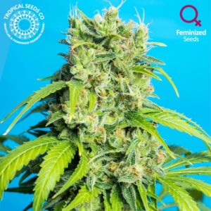 Heaven's Gate CBD Feminised Seeds by Tropical Seeds