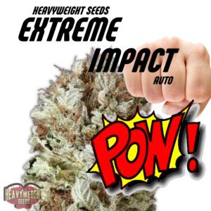 Extreme Impact Auto Feminised Seeds by Heavyweight Seeds