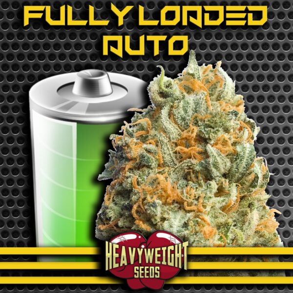Fully Loaded Auto Feminised Seeds by Heavyweight Seeds