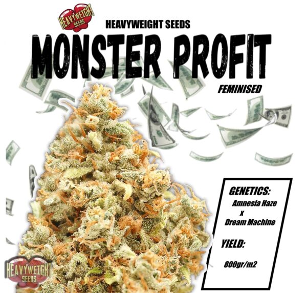 Monster Profit Feminised Seeds by Heavyweight Seeds