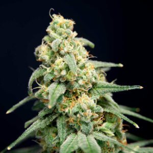 Here Comes The Barb Feminised Seeds by House of the Great Gardener