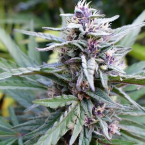 Hi-Biscus Feminised Seeds by Humboldt Seed Co.